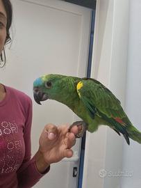 Amazzoni fronte blu allevate a mano e molto altro