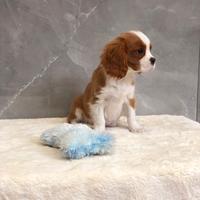 Cavalier king cuccioli