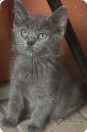 Gattina
