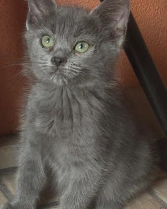 Gattina