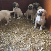 Disponibili cuccioli kangal