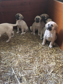 Disponibili cuccioli kangal