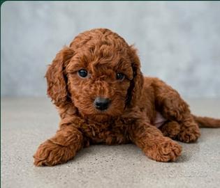 Barboncino Red Toy nano