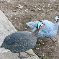 Faraona grigia perlata maschio 4 mesi