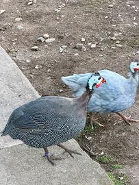 Faraona grigia perlata maschio 4 mesi