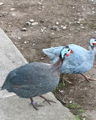 Faraona maschio 4 mesi