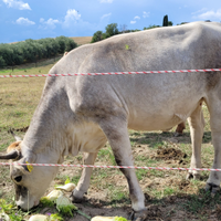 Vacche Grigio Alpine