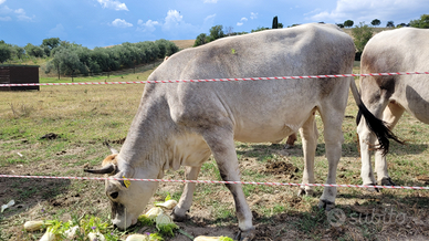 Vacche Grigio Alpine