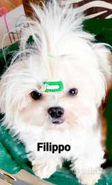 Maltesino toy per Monta Pedigree Enci