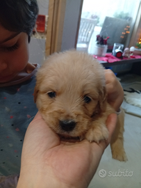 Cucciola Golden retriever