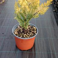 leylandii gold rider innestato, vaso 3 litri