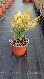 leylandii gold rider innestato, vaso 3 litri