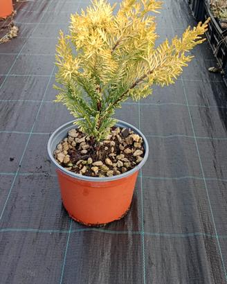 leylandii gold rider innestato, vaso 3 litri