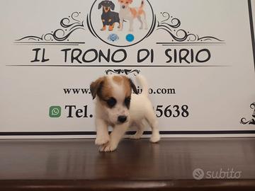 Jack Russell pedigree