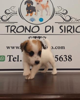 Jack Russell pedigree