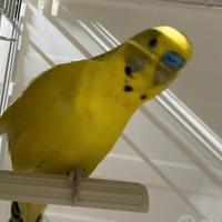 Pulli di cocorita clearbody