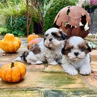 ShihTzu con pedigree