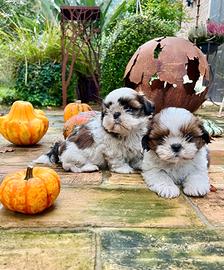 ShihTzu con pedigree