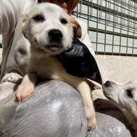 Leo 2 mesi taglia medio grande