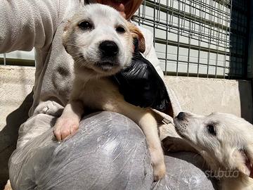 Leo 2 mesi taglia medio grande