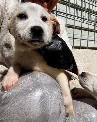 Leo 2 mesi taglia medio grande