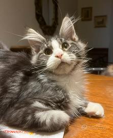 Maine coon alta genealogia