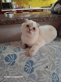 Femmina Scottish fold