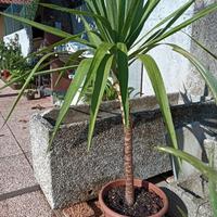 Pianta yucca