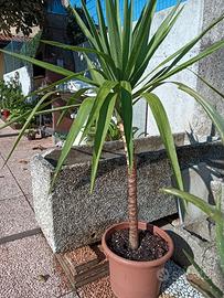 Pianta yucca