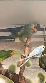 Parrocchetto codanera