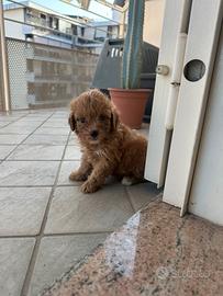 Maltipoo