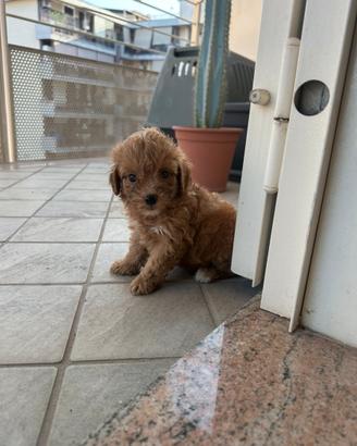 Maltipoo