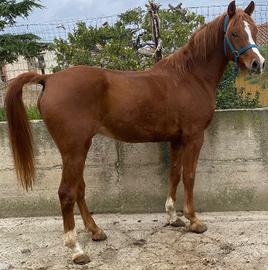 Cavallo per passeggiate