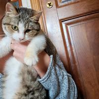 Dolcissima gattina 5 mesi