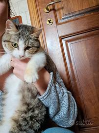 Dolcissima gattina 5 mesi