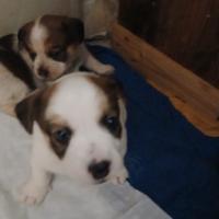 Cuccioli jack russel