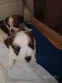 Cuccioli jack russel
