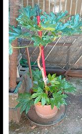 pianta aralia alta 120 cm