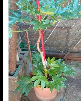 pianta aralia alta 120 cm