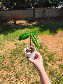 piantine di black sapote