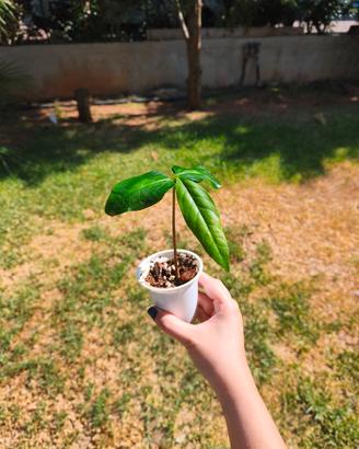 piantine di black sapote