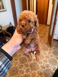 Cucciola Barboncino Toy