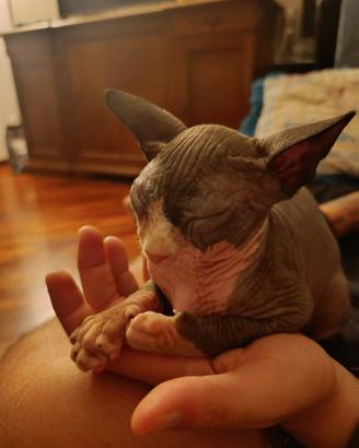 Sphynx - Cucciolo 3 mesi