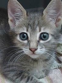 gattina in adozione 