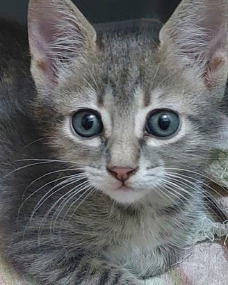 gattina in adozione 