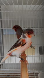 Canarini arlecchino portoghese novelli