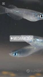 Pesci Medaka antizanzare