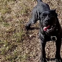 Cane corso