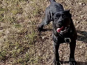 Cane corso