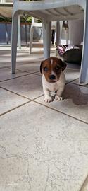 Jack Russel terrier
